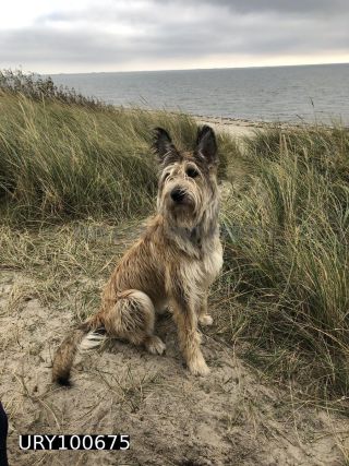 Link to Photo | sitting, baby animal, October, dog, perception, Germany, watching, Rassehund, amateur photography, Canis lupus familiaris, October 14, Föhr, Picardy Shepherd, herding dog, puppy, dog breed, beach, 2022, June 2021, domesticated animal, animal, Yumi