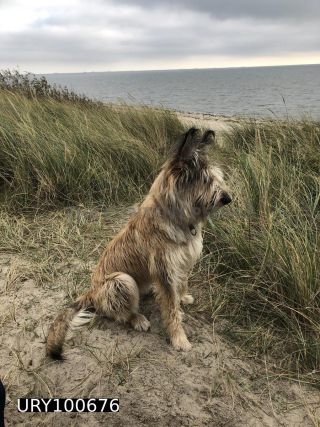 Link to Photo | sitting, baby animal, October, dog, perception, Germany, watching, Rassehund, amateur photography, Canis lupus familiaris, October 14, Föhr, Picardy Shepherd, herding dog, puppy, dog breed, beach, 2022, June 2021, domesticated animal, animal, Yumi