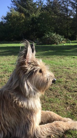 Link to Video | dog, perception, Rassehund, amateur photography, Canis lupus familiaris, Picardy Shepherd, herding dog, puppy, dog breed, June 2021, domesticated animal, Yumi