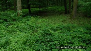 Link to Video | Germany, forest, compilation film