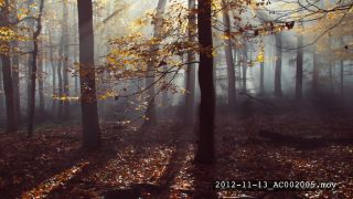Link to Video | Germany, forest, compilation film