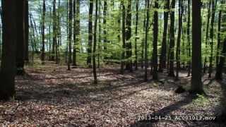 Link to Video | Germany, forest, compilation film
