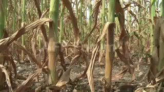 Link to Video | March 14, Agence France-Presse