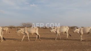Link to Video | March 19, Agence France-Presse