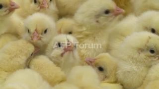 Link to Video | March 20, Agence France-Presse