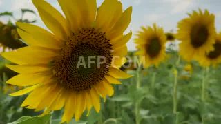 Link to Video | March 20, Agence France-Presse