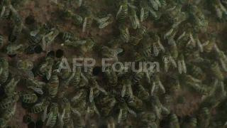 Link to Video | March 20, Agence France-Presse
