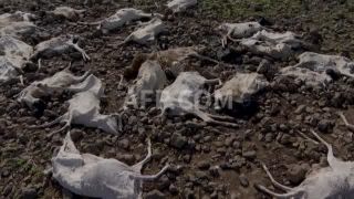 Link to Video | March 20, Agence France-Presse