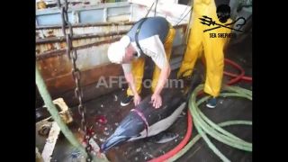Link to Video | March 26, Agence France-Presse