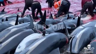 Link to Video | March 26, Agence France-Presse
