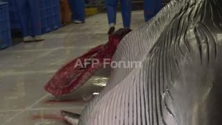 Link to Video | whale, Agence France-Presse, whaling, wildlife conservation