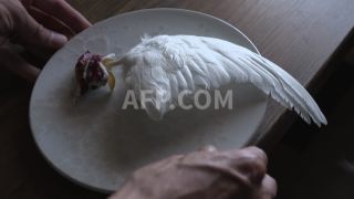Link to Video | March 27, Agence France-Presse