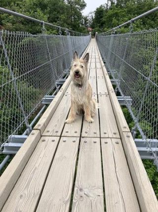 Link to Photo | color, sitting, June, Rhineland-Palatinate, tourist destination, bridge, suspension bridge, summer, dog, perception, Germany, Geierlay, Rassehund, Picardy Shepherd, herding dog, puppy, dog breed, 2023, tourist attraction, June 2021, Mörsdorf, animal, nature, Yumi