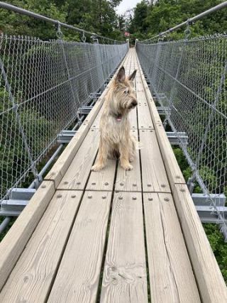 Link to Photo | color, sitting, June, Rhineland-Palatinate, tourist destination, bridge, suspension bridge, summer, dog, perception, Germany, Geierlay, Rassehund, Picardy Shepherd, herding dog, puppy, dog breed, 2023, tourist attraction, June 2021, Mörsdorf, animal, nature, Yumi