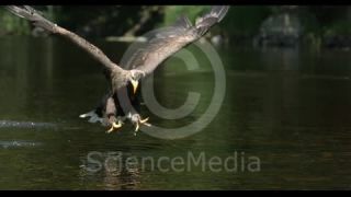 Link to Video | Phantom, slow motion, color, 4K resolution, bird of prey, birds, animal