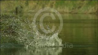 Link to Video | Phantom, slow motion, color, 4K resolution, bird of prey, birds, animal