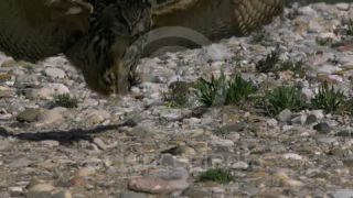 Link to Video | Phantom, slow motion, color, 4K resolution, bird of prey, birds, animal