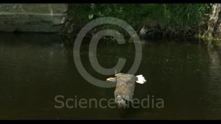 Link to Video | Phantom, slow motion, color, 4K resolution, bird of prey, birds, animal