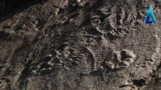 Link to Video | landscape, Canada, 2010, Newfoundland and Labrador, color, Atlantic Productions, Newfoundland, nature