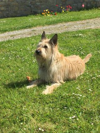 Link to Photo | photograph, dog, amateur photography, Picardy Shepherd, animal