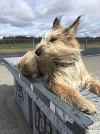 Link to Photo | photograph, dog, amateur photography, Picardy Shepherd, animal