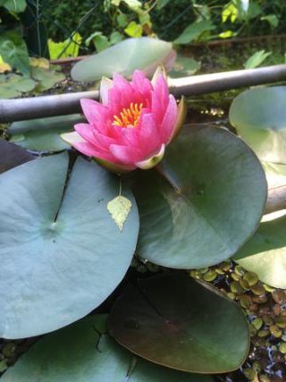 Link to Photo | color, photograph, summer, Nymphaea, Germany, aquatic plant, amateur photography, color, liquid water, red, high-angle shot, flower, plant, artificial pond, Bavaria