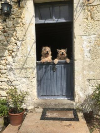 Link to Photo | photograph, dog, amateur photography, Picardy Shepherd, animal