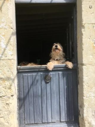 Link to Photo | photograph, dog, amateur photography, Picardy Shepherd, animal