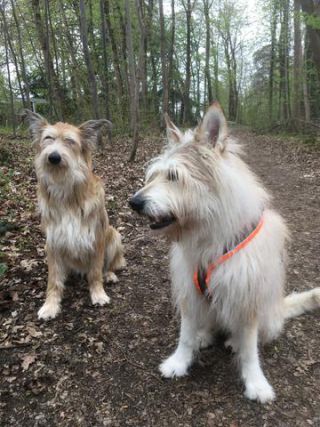 Link to Photo | photograph, dog, amateur photography, Picardy Shepherd, animal