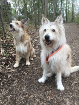 Link to Photo | photograph, dog, amateur photography, Picardy Shepherd, animal
