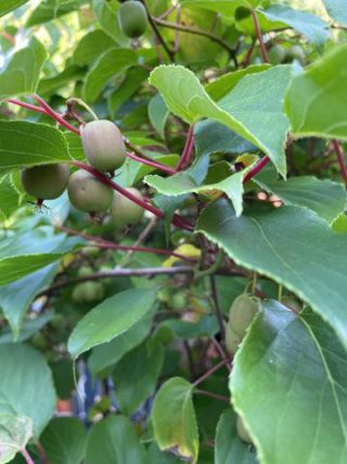 Link to Photo | garden, useful plant, July, photograph, summer, fruit, dioecy, Actinidia, amateur photography, color, Apteryx owenii, green, leaf, Apteryx, 2024, plant, Actinidia arguta, climbing plant