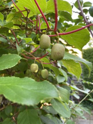 Link to Photo | garden, useful plant, July, photograph, summer, fruit, dioecy, Actinidia, amateur photography, color, Apteryx owenii, green, leaf, Apteryx, 2024, plant, Actinidia arguta, climbing plant
