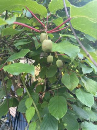 Link to Photo | garden, useful plant, July, photograph, summer, fruit, dioecy, Actinidia, amateur photography, color, Apteryx owenii, green, leaf, Apteryx, 2024, plant, Actinidia arguta, climbing plant