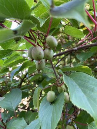 Link to Photo | garden, useful plant, July, photograph, summer, fruit, dioecy, Actinidia, amateur photography, color, Apteryx owenii, green, leaf, Apteryx, 2024, plant, Actinidia arguta, climbing plant