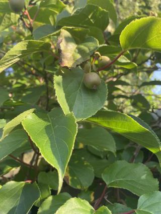 Link to Photo | garden, useful plant, July, photograph, summer, fruit, dioecy, Actinidia, amateur photography, color, Apteryx owenii, green, leaf, Apteryx, 2024, plant, Actinidia arguta, climbing plant