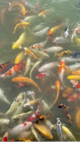 Link to Video | Koexistenz, Geldanlage, fish, Germany, colorful, color, liquid water, multicolored, high-angle shot, hunger, koi, Europe, hobby, 2024, swimming, ornamental fish, animal, common carp, artificial selection