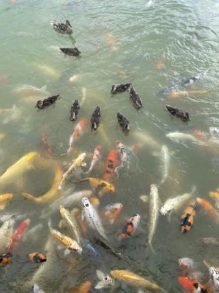 Link to Photo | Koexistenz, Geldanlage, fish, Germany, colorful, color, liquid water, multicolored, high-angle shot, hunger, koi, Europe, hobby, 2024, swimming, ornamental fish, animal, common carp, artificial selection