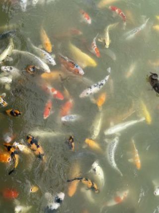 Link to Photo | Koexistenz, Geldanlage, fish, Germany, colorful, color, liquid water, multicolored, high-angle shot, hunger, koi, Europe, hobby, 2024, swimming, ornamental fish, animal, common carp, artificial selection