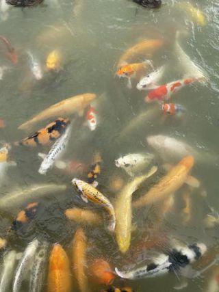 Link to Photo | Koexistenz, Geldanlage, fish, Germany, colorful, color, liquid water, multicolored, high-angle shot, hunger, koi, Europe, hobby, 2024, swimming, ornamental fish, animal, common carp, artificial selection