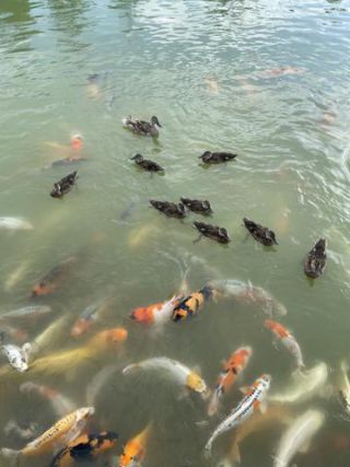 Link to Photo | Koexistenz, Geldanlage, fish, Germany, colorful, color, liquid water, multicolored, high-angle shot, hunger, koi, Europe, hobby, 2024, swimming, ornamental fish, animal, common carp, artificial selection