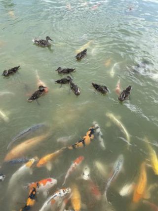 Link to Photo | Koexistenz, Geldanlage, fish, Germany, colorful, color, liquid water, multicolored, high-angle shot, hunger, koi, Europe, hobby, 2024, swimming, ornamental fish, animal, common carp, artificial selection