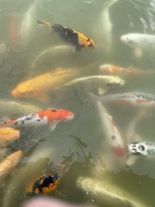 Link to Photo | Koexistenz, Geldanlage, fish, Germany, colorful, color, liquid water, multicolored, high-angle shot, hunger, koi, Europe, hobby, 2024, swimming, ornamental fish, animal, common carp, artificial selection