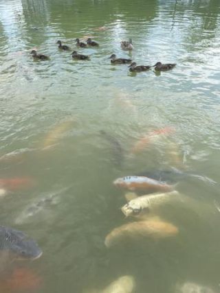 Link to Photo | Koexistenz, Geldanlage, fish, Germany, colorful, color, liquid water, multicolored, high-angle shot, hunger, koi, Europe, hobby, 2024, swimming, ornamental fish, animal, common carp, artificial selection