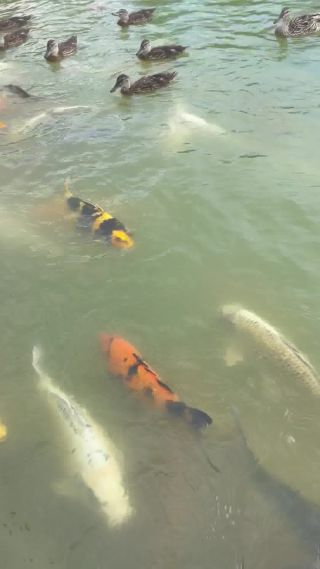 Link to Video | Koexistenz, Geldanlage, fish, Germany, colorful, color, liquid water, multicolored, high-angle shot, hunger, koi, Europe, hobby, 2024, swimming, ornamental fish, animal, common carp, artificial selection