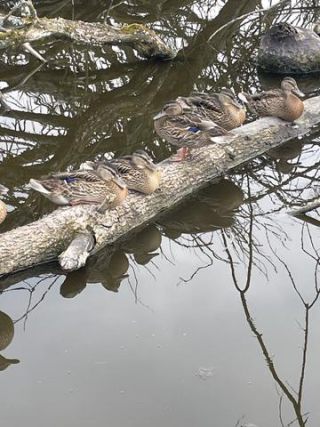 Link to Photo | liegendes Totholz, color, July, creature, Weibchen, summer, group, resting, Germany, trunk, camouflage, color, 6, Mallard, mirror image, liquid water, high-angle shot, duck, amateur film, Europe, 2024, birds, animal, Anatidae, nature