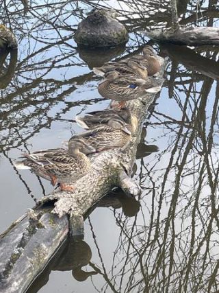 Link to Photo | liegendes Totholz, color, July, creature, Weibchen, summer, group, resting, Germany, trunk, camouflage, color, 6, Mallard, mirror image, liquid water, high-angle shot, duck, amateur film, Europe, 2024, birds, animal, Anatidae, nature