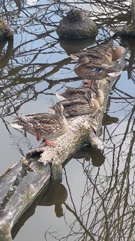 Link to Video | liegendes Totholz, color, July, creature, Weibchen, summer, group, resting, Germany, trunk, camouflage, color, 6, Mallard, mirror image, liquid water, high-angle shot, duck, amateur film, Europe, 2024, birds, animal, Anatidae, nature