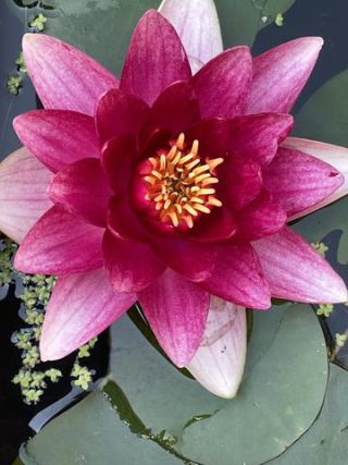 Link to Photo | color, photograph, summer, Nymphaea, Germany, aquatic plant, amateur photography, color, liquid water, red, high-angle shot, flower, plant, artificial pond, Bavaria
