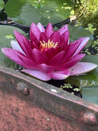 Link to Photo | color, photograph, summer, Nymphaea, Germany, aquatic plant, amateur photography, color, liquid water, red, high-angle shot, flower, plant, artificial pond, Bavaria