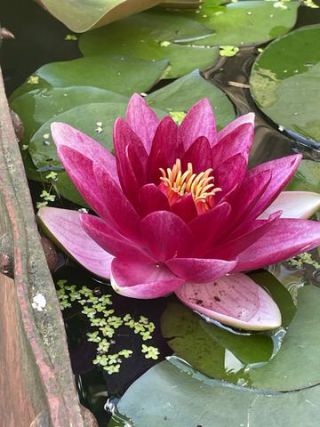 Link to Photo | color, photograph, summer, Nymphaea, Germany, aquatic plant, amateur photography, color, liquid water, red, high-angle shot, flower, plant, artificial pond, Bavaria